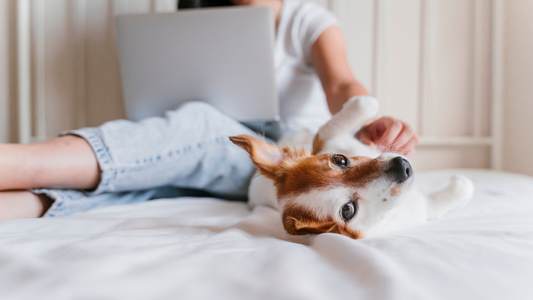 How to Build a Low-Toxic Home Without Becoming Extreme